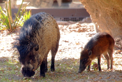 [The parent is on the left and is black and grey. The bottom part of its legs are black and there is a black stripe of fur on its head and continues along the top of its back. The youngster on the right is a brownish-red color with much shorter haired fur. it is about one-third of the size of the adult.]